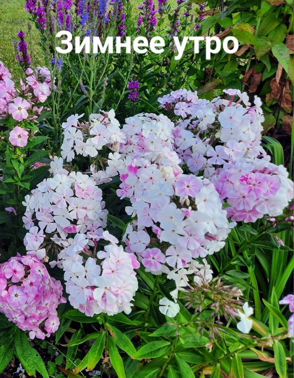 Флокс Зимнее Утро