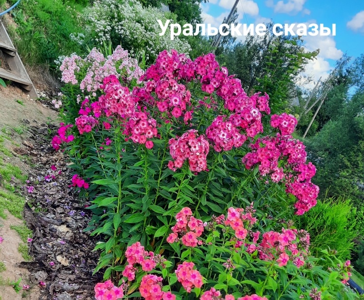 Флокс Уральские Сказы