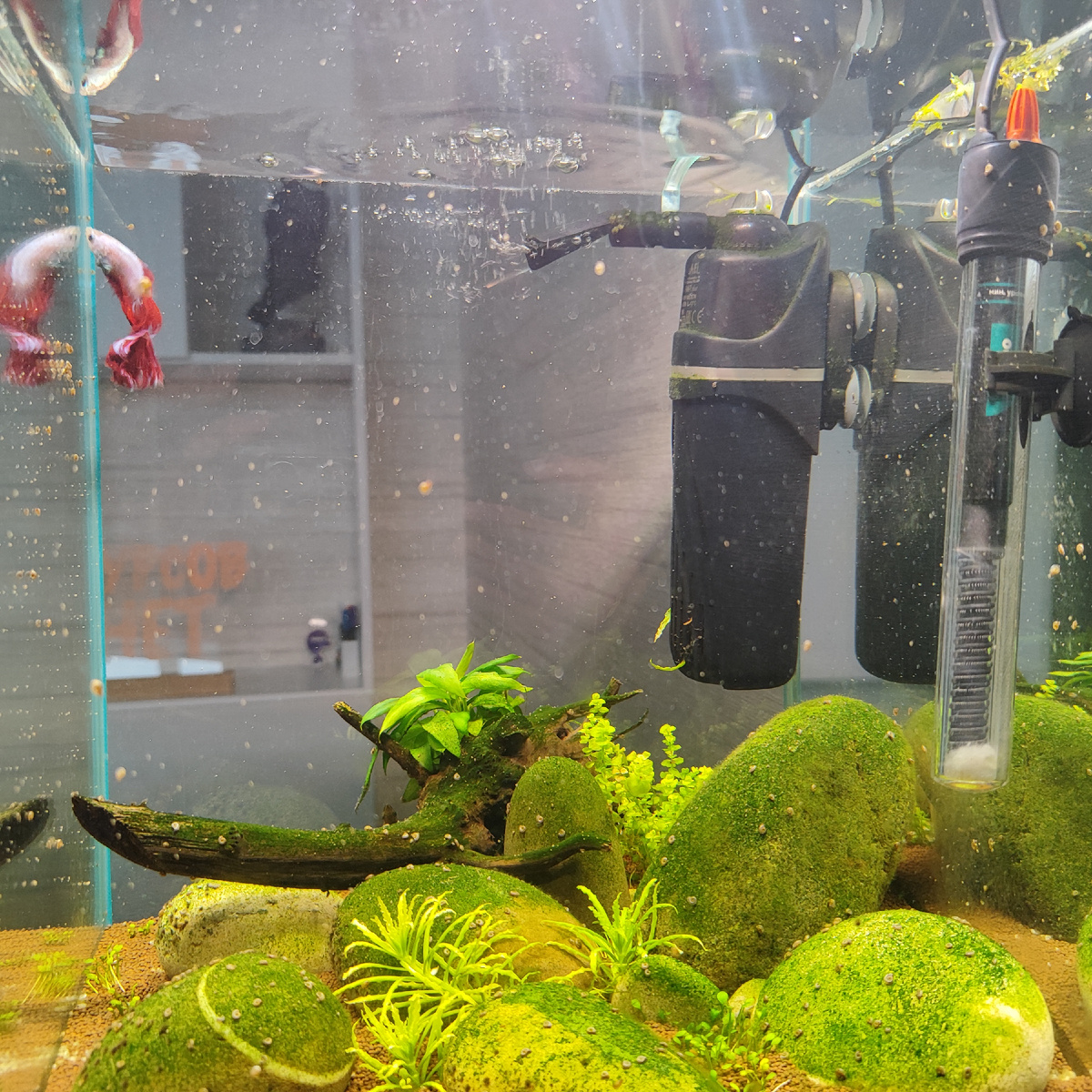 Немного моего маленького аквариума
