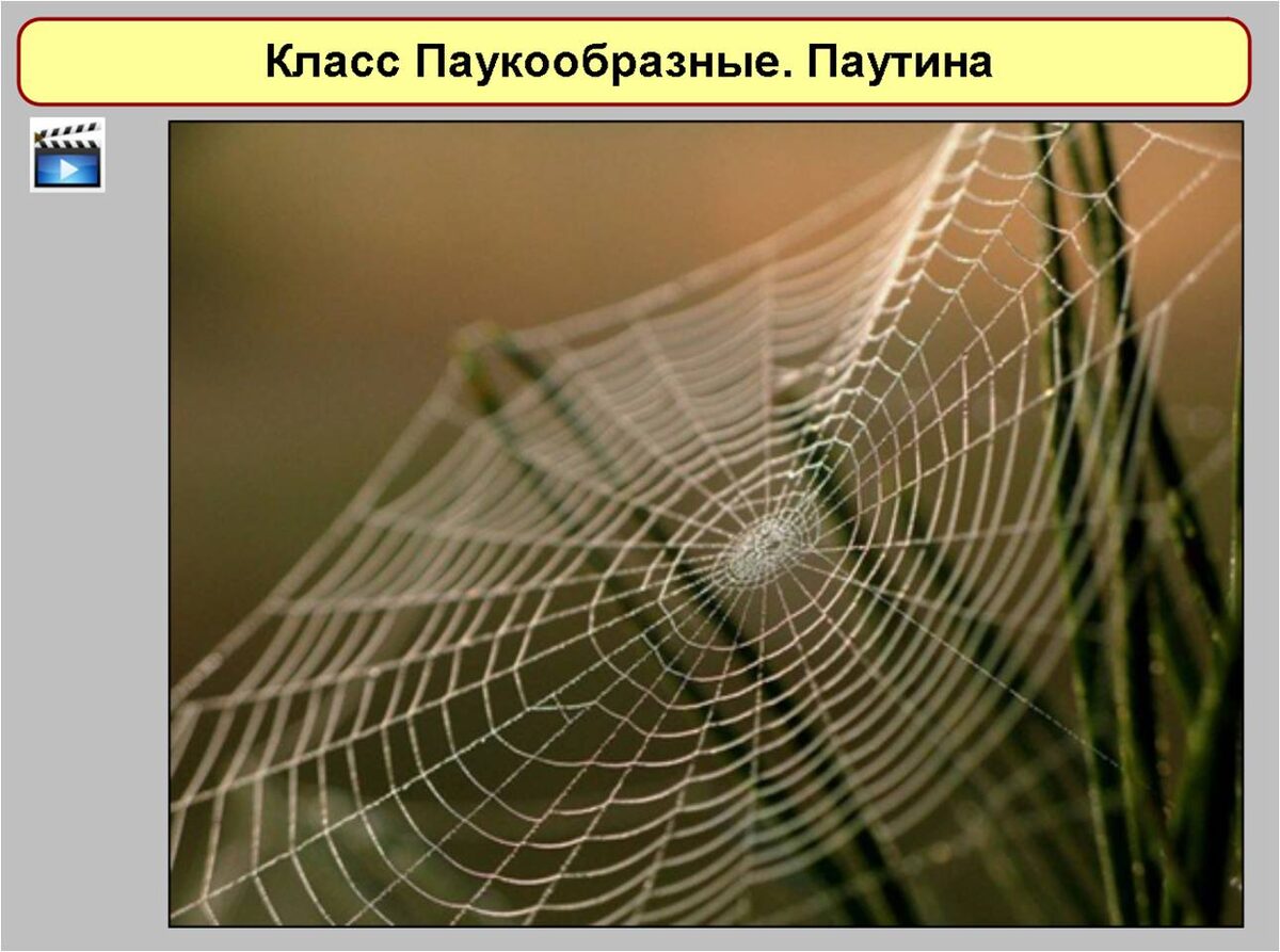 Слайд из середины презентации. Пиктограмма - это гиперссылка на видеоотрывок о паутине