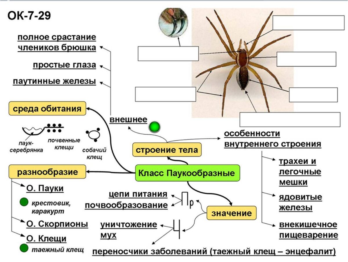Заготовка опорного конспекта к уроку