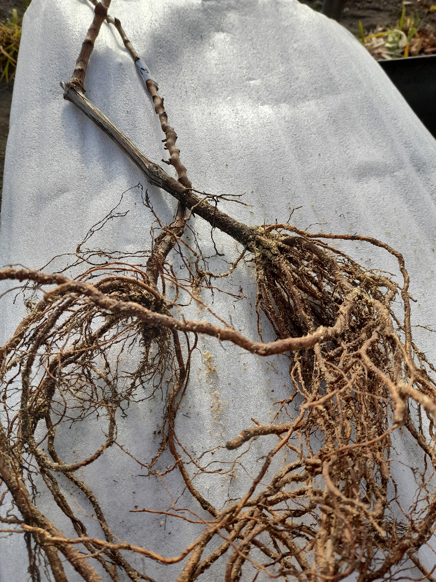 Вот такая корневая система у саженцев.