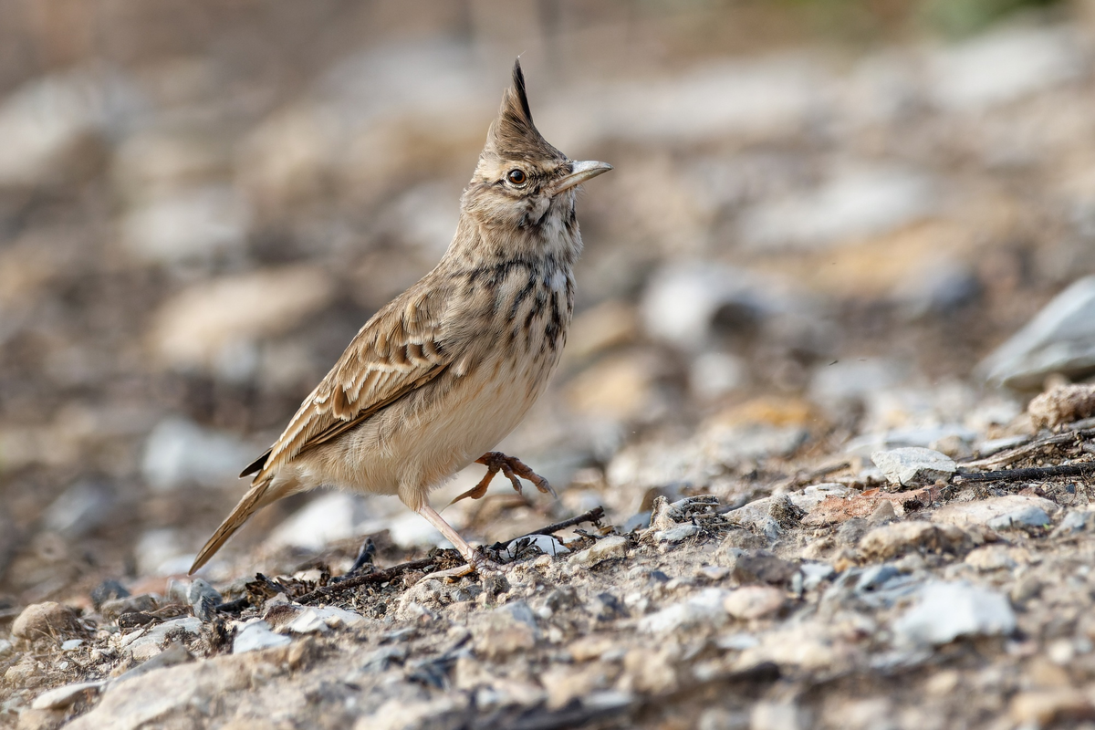 Хохлатый жаворонок топает по делам