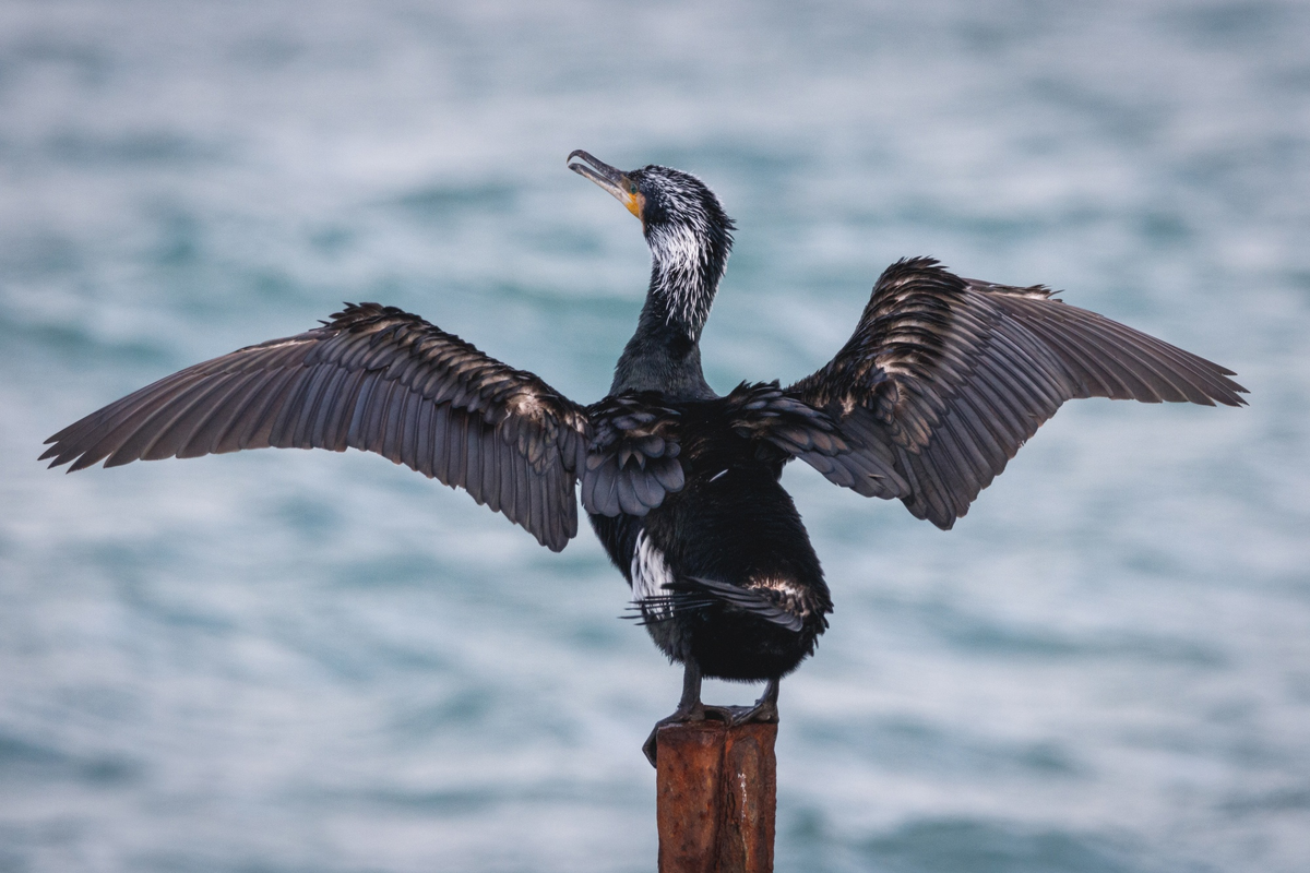 Большой баклан в Большом Утрише