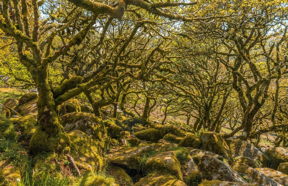  Вистманс-Вуд, Англия, Великобритания    фото Andy333/Shutterstock