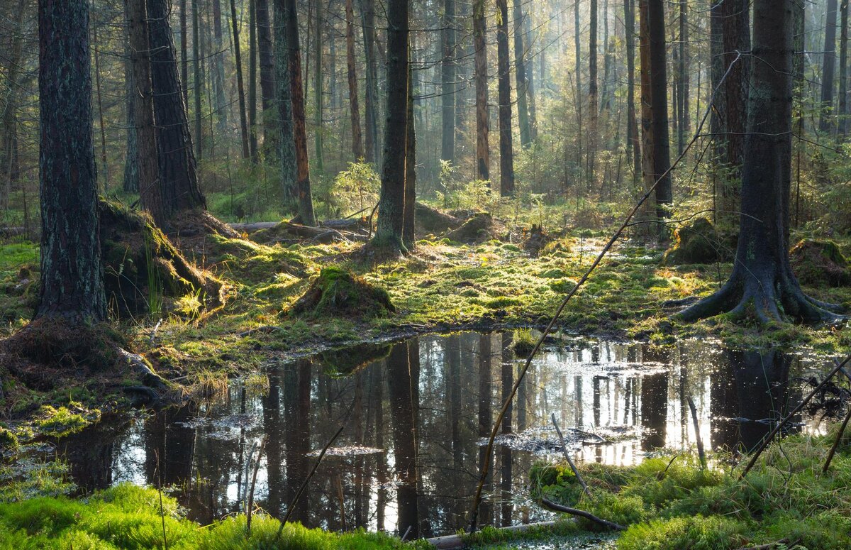 Беловежская пуща на границе между Польшей и Беларусью Aleksander Bolbot/Shutterstoc