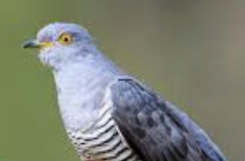 из свободных источников