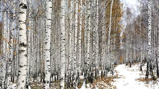 Березовая роща