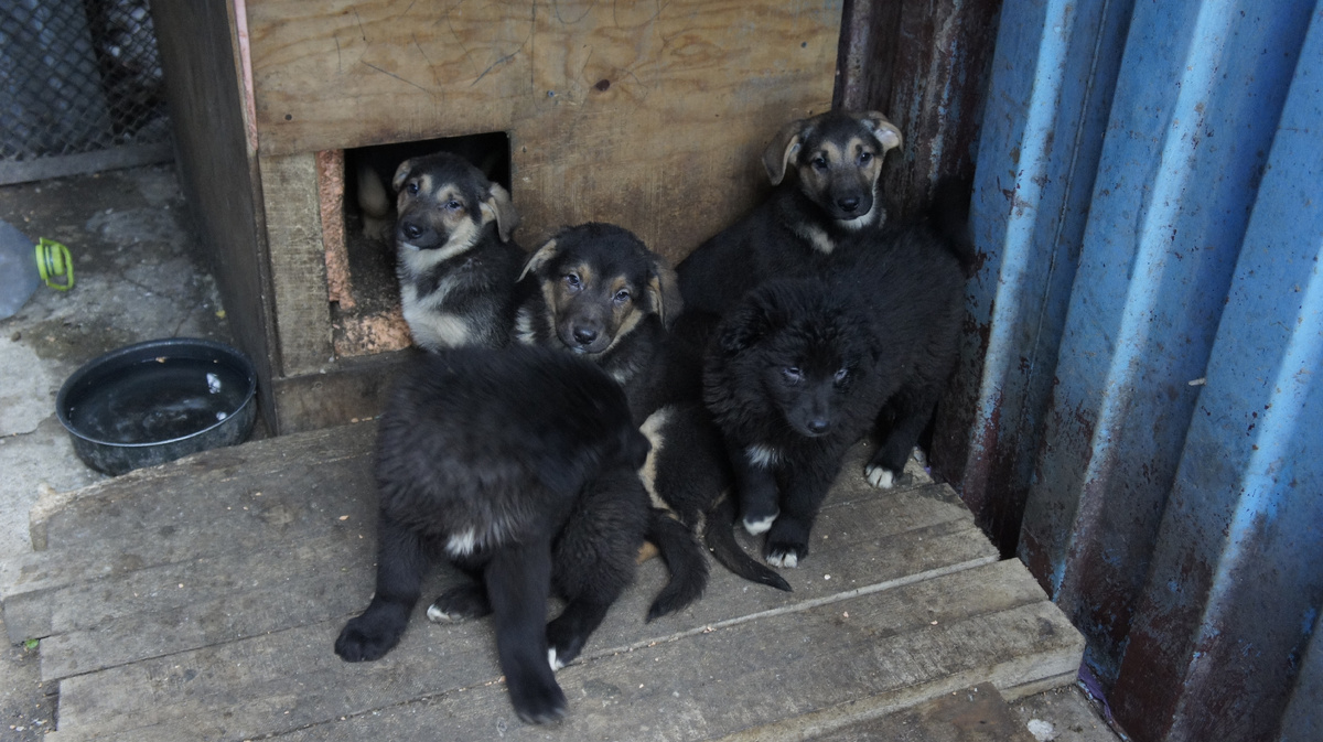 Большие такие были, мясистые щенки