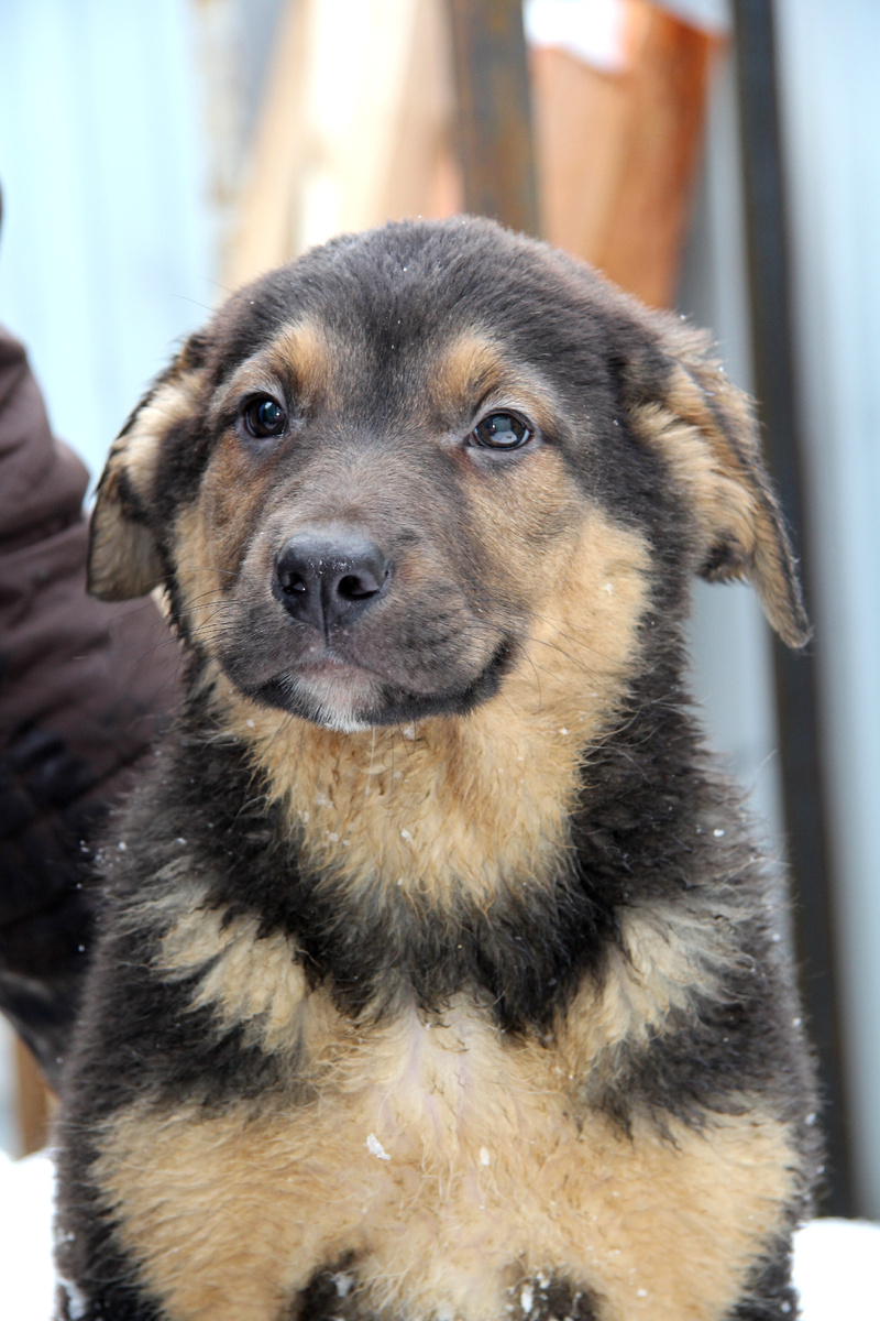 Робушка - один из щенков