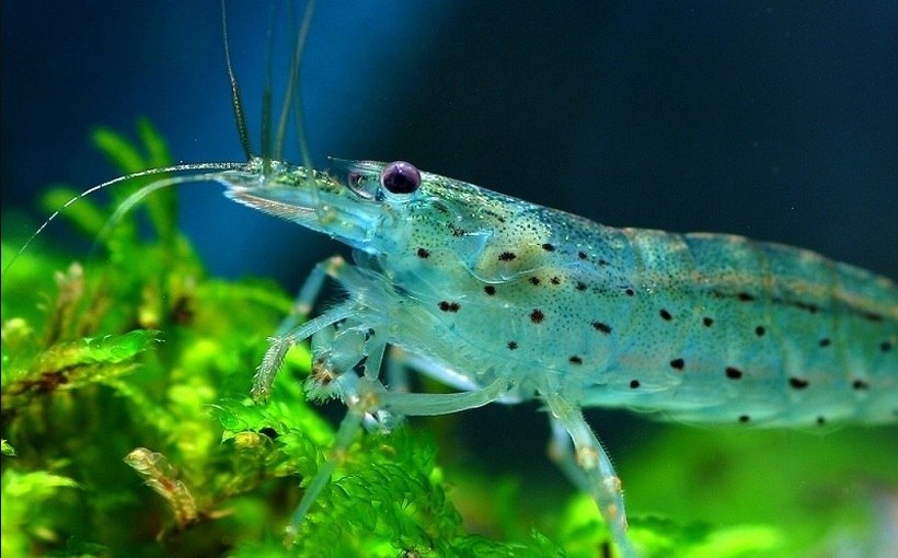 Креветка "Амано"