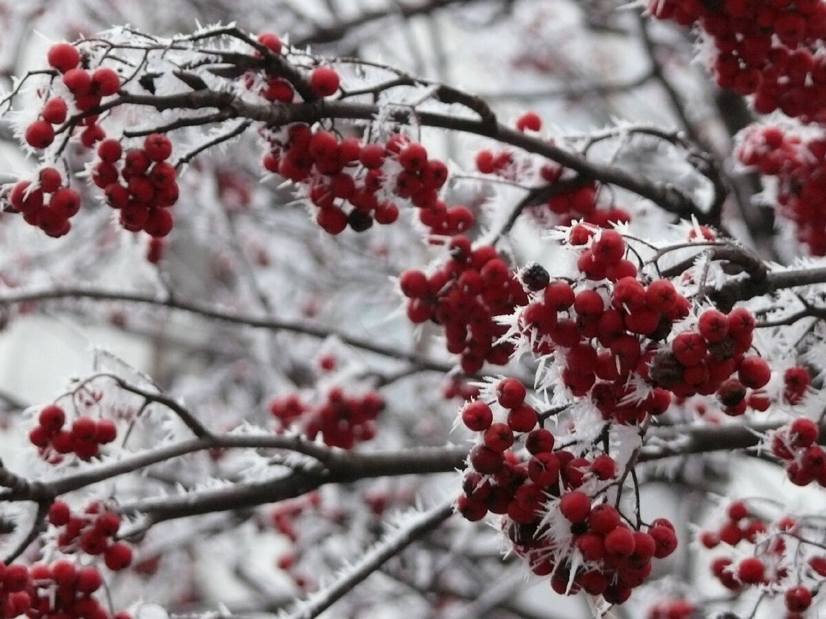 рябина в изморози
