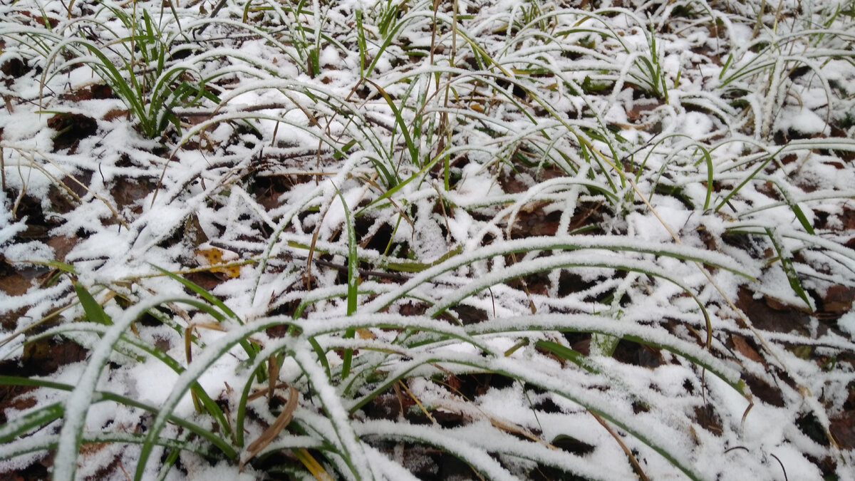 В сезон "Малых Снегов" часто можно увидеть одновременно и снег и зелёную траву