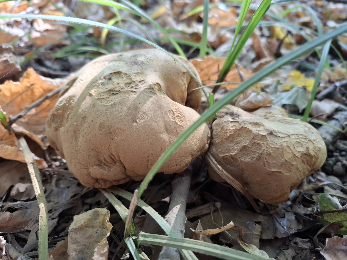 Засохшие грибы. Больше фото по стрелке