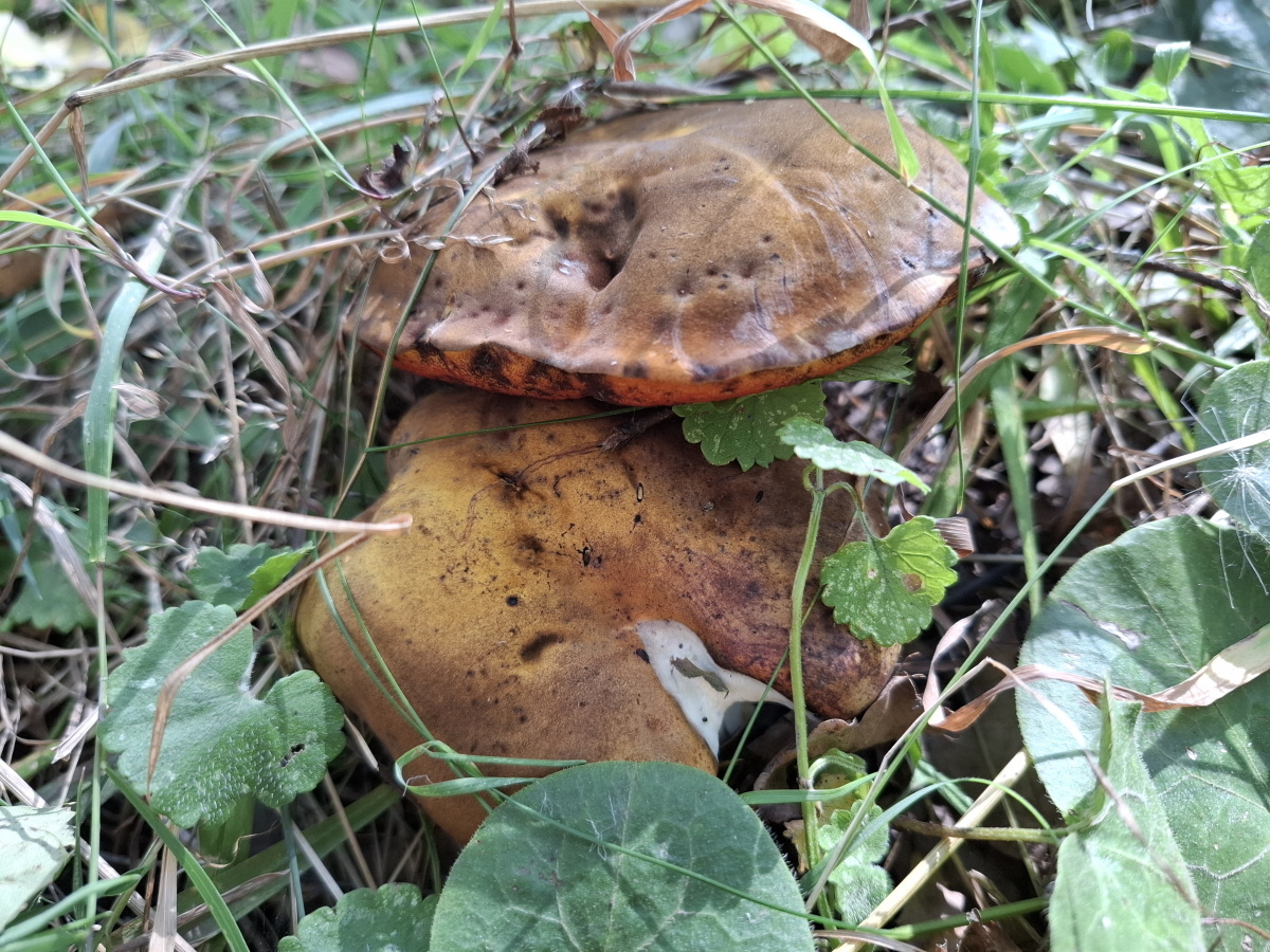 Дубовики с белой плесенью. Больше фото по стрелке