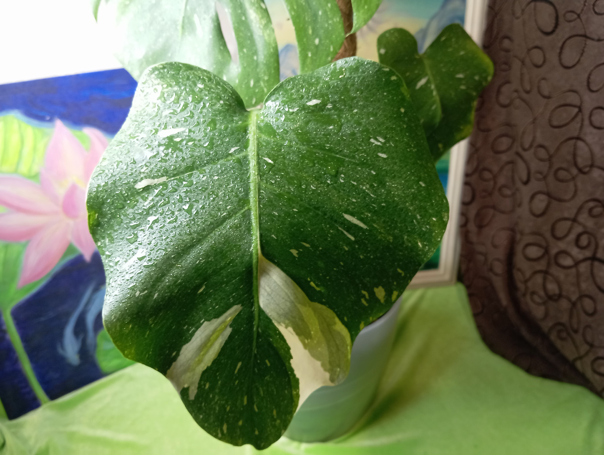 1 Тайское созвездие , обычная.Фото автора