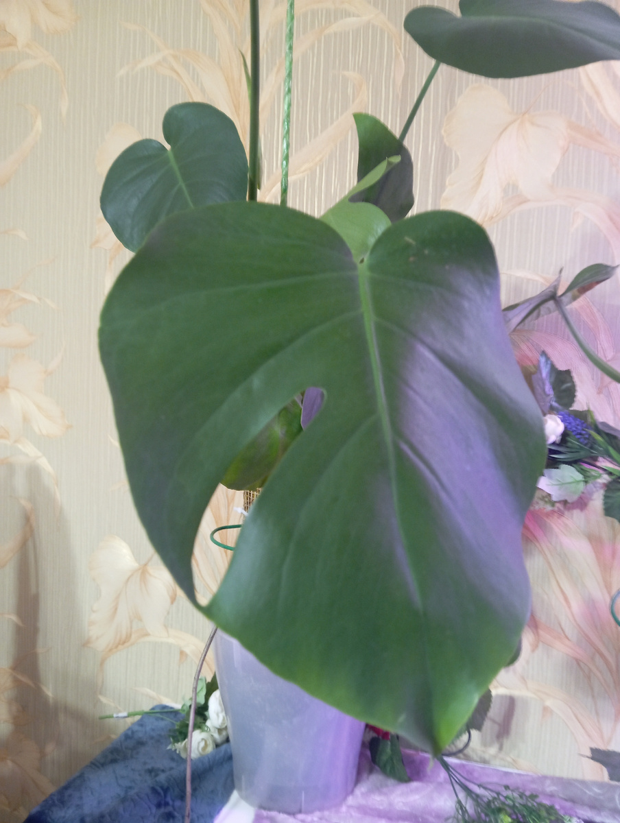 Фото автора. Монстера Делициоза. Ей один годик