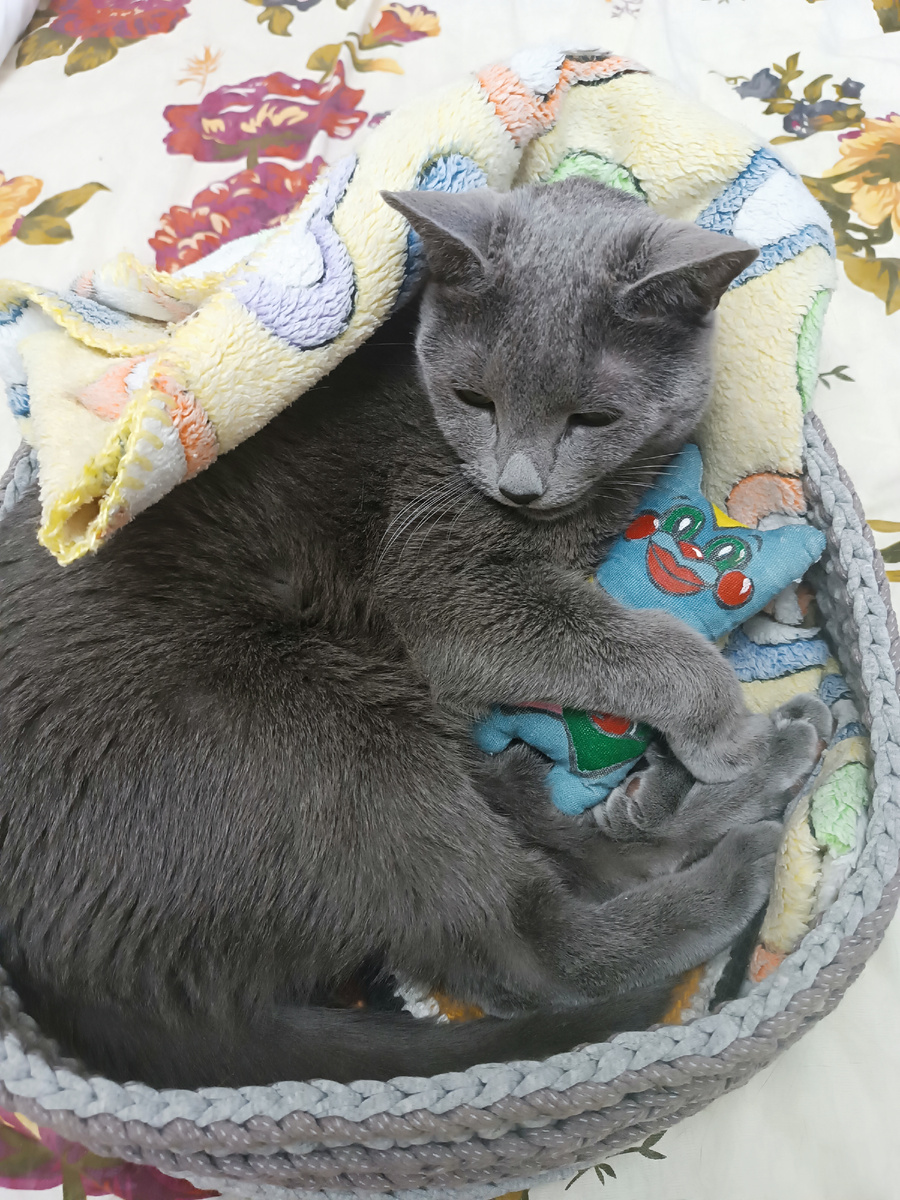 Сильвер и его игрушка с детства с которой он появился в моей жизни