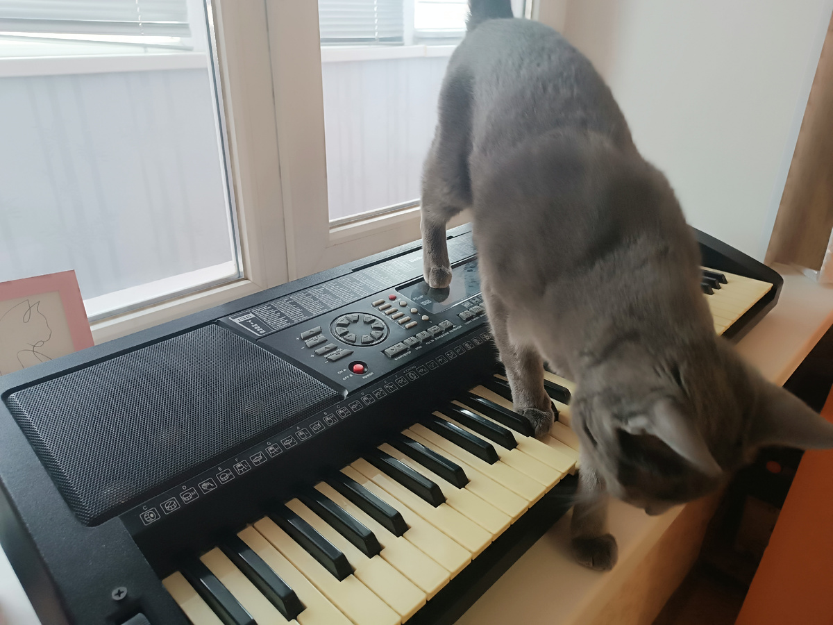 Мне сто раз говорили не трогать синтезатор, но мне плевать. 