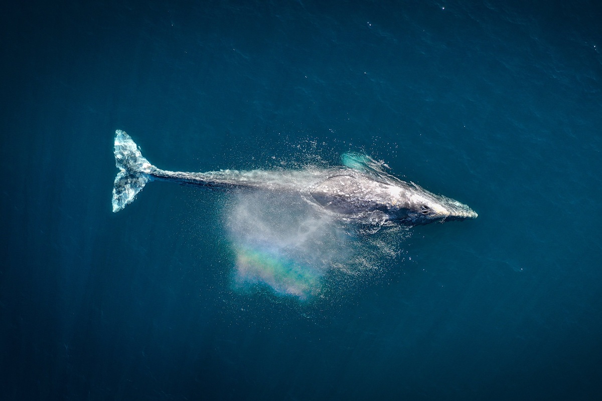     Гибель китов из-за столкновений с кораблями становится глобальной проблемой: ученые бьют тревогу