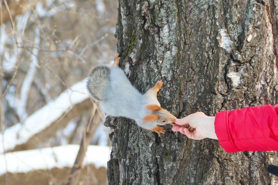    Белка в парке "Юбилейный" в ноябре 2024. Источник: Виталий Барабаш