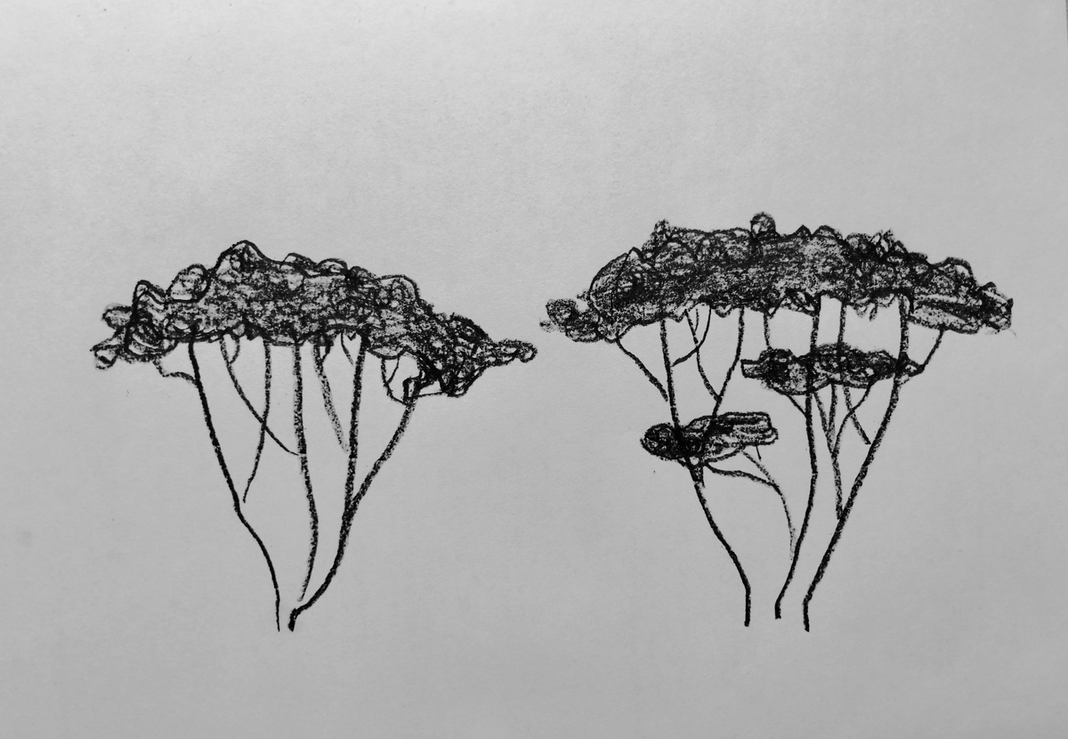 Быстренько набросала, как примерно я вижу себе куст, сформированный зонтом (слева) и с ярусами (справа). Как по мне, выбор очевиден. 