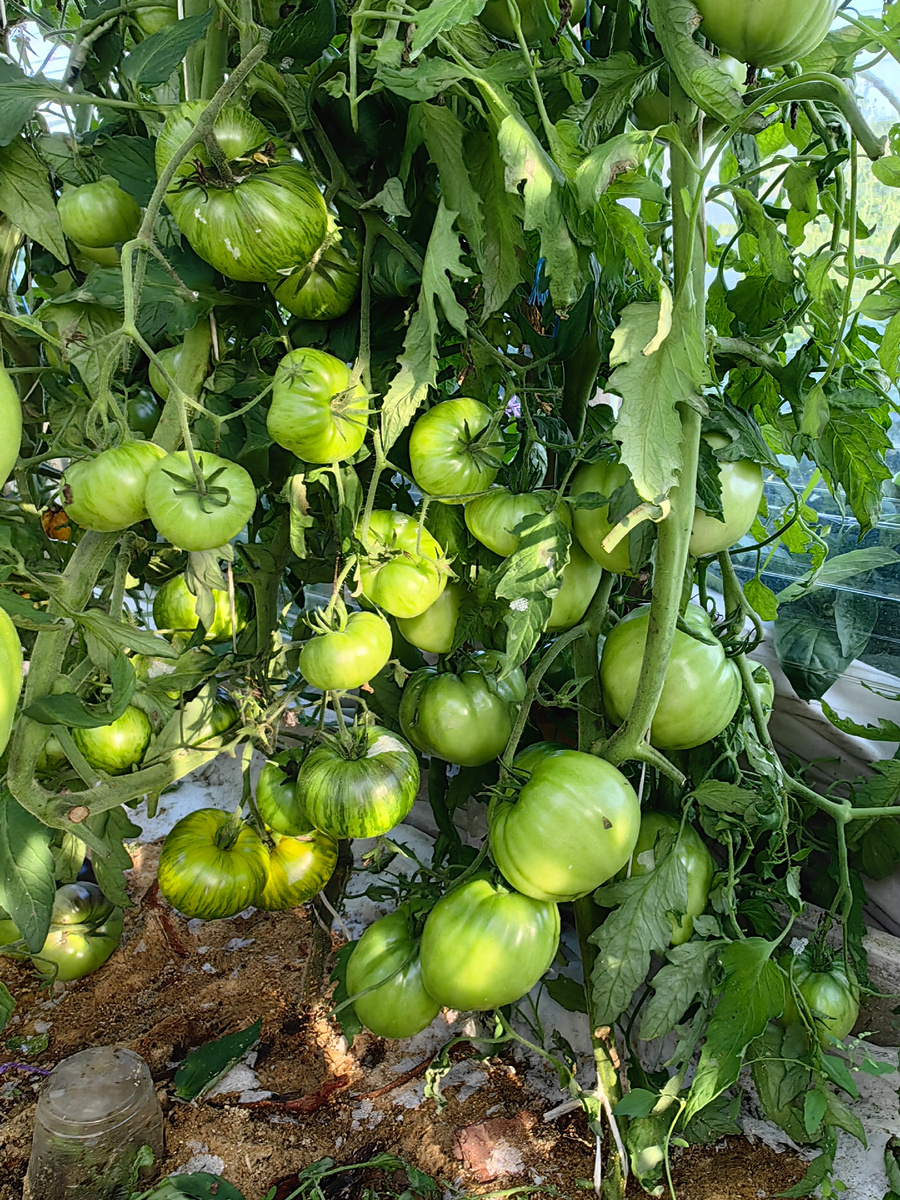 2023г слева Богиня Ксанду, а справа Лонгхорн