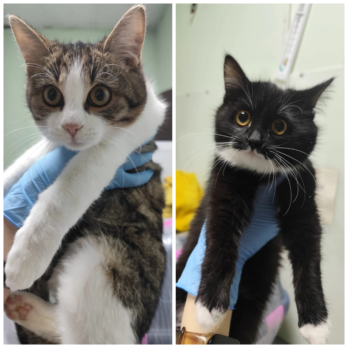 Марлин (слева) и его сестра Мальма (справа), котята жили в лесу у водохранилища, потом на домашней передержке.