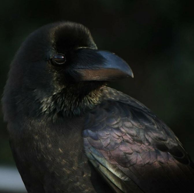 Ну, правда, кошка-кошкой))