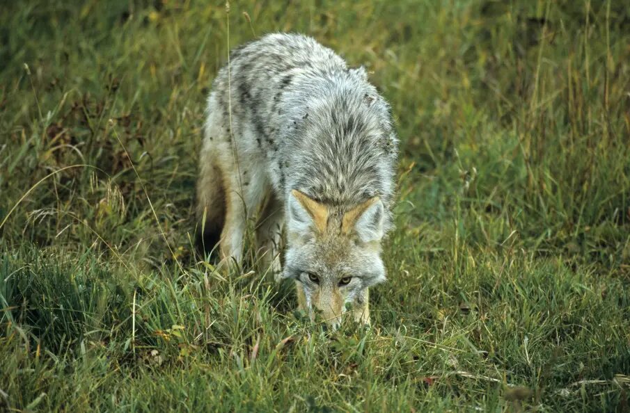    Фото: Dieter Hopf/imageBROKER