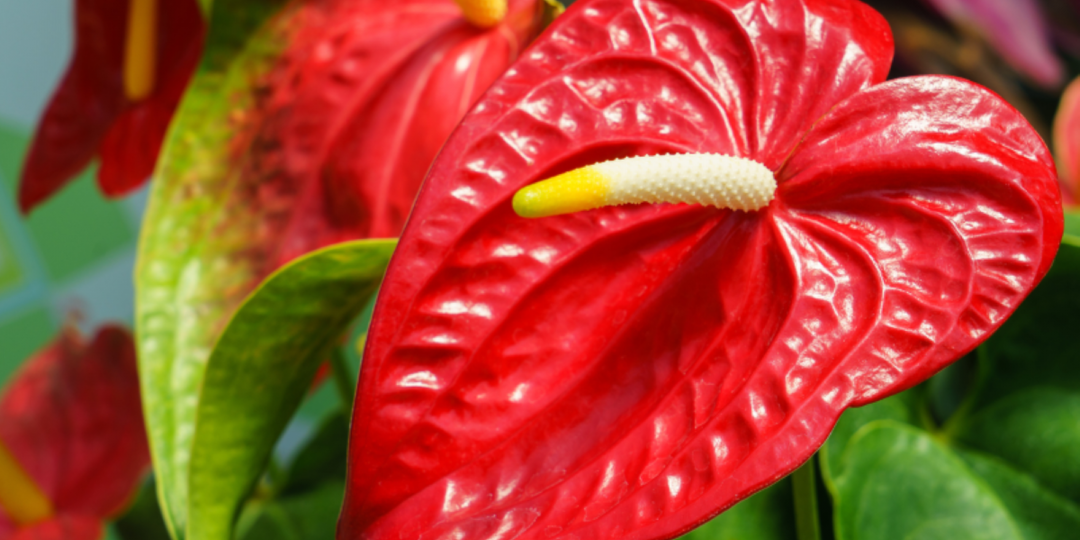 Идеальный цветок для подарка-привлекает любовь и счастье. Как ухаживать за антуриумом, чтобы он постоянно цвел?