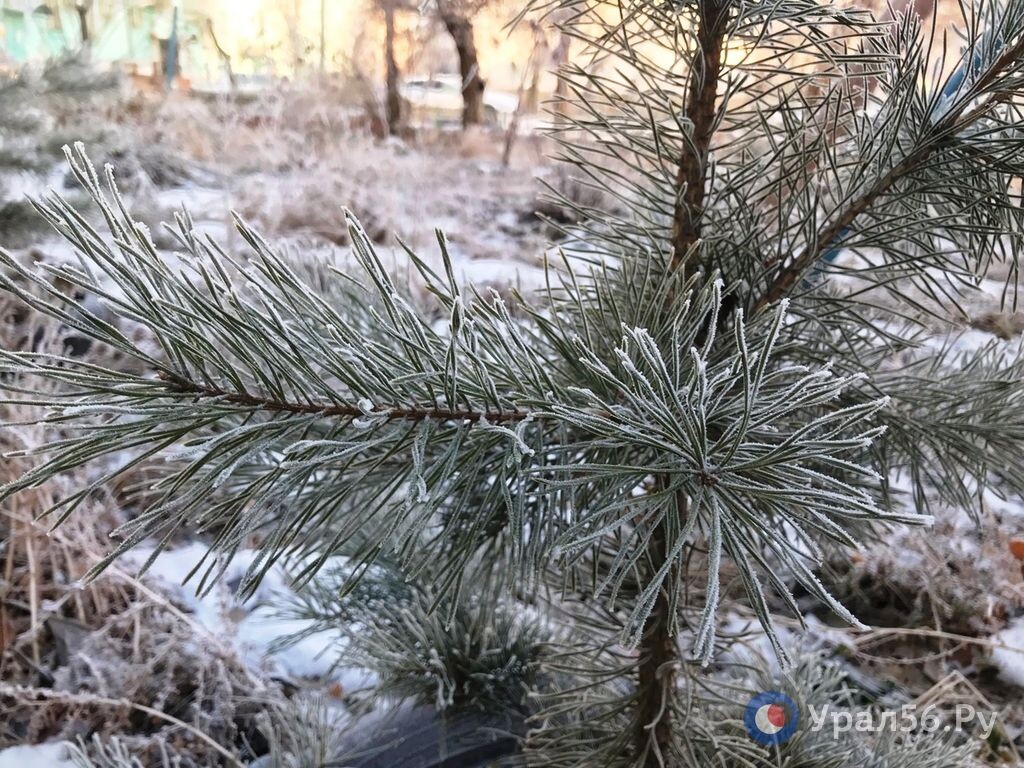   С 1 декабря в Оренбургской области начнется операция «Елочка»