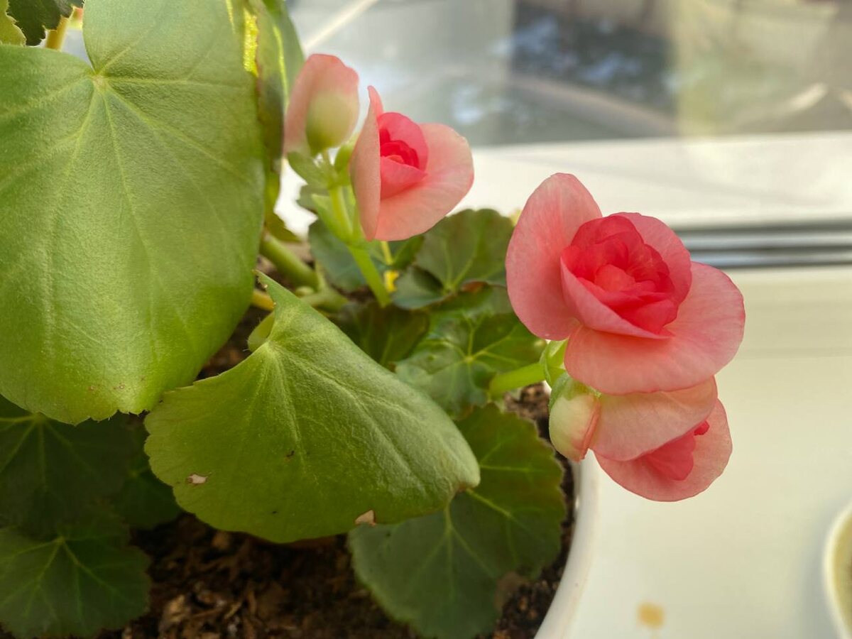 Идеальный лист без сухих краев, контролируйте состояние совего растения и при появлении сухого края, принимайте меры