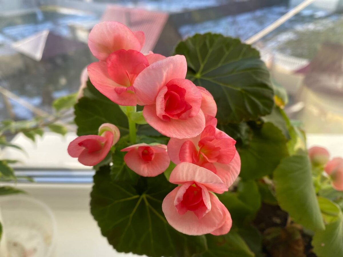 Но если вашему растению больше 2 лет, значит пора принимать меры