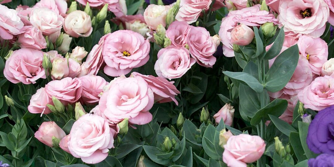 Эустома: как вырастить цветок, который стоит дороже золота