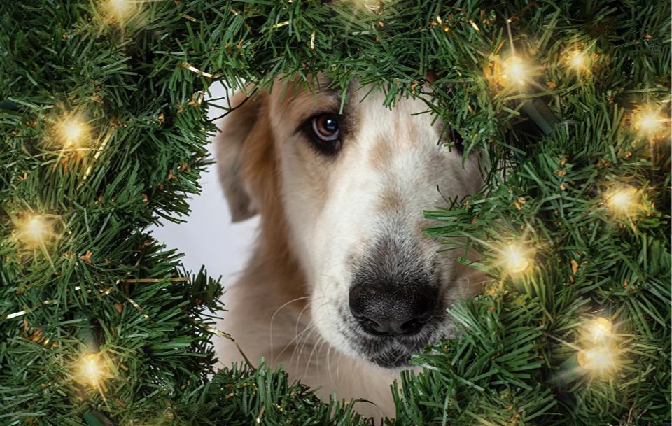 Яндекс.картинки для обложки