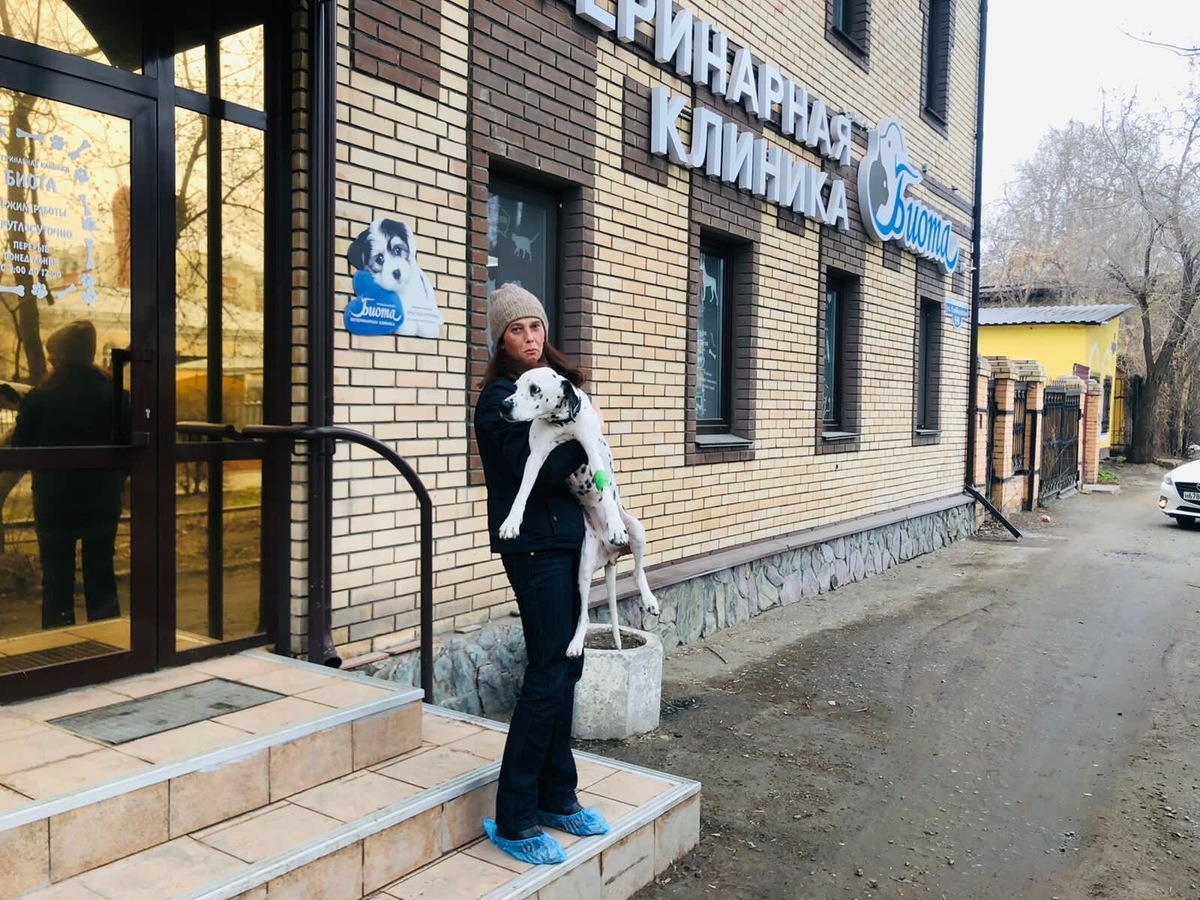 Множество обследований и визитов в вет. клиники