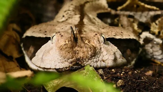    Габонская гадюка — рекордсмен среди ядовитых змей по массе тела Nikkioto