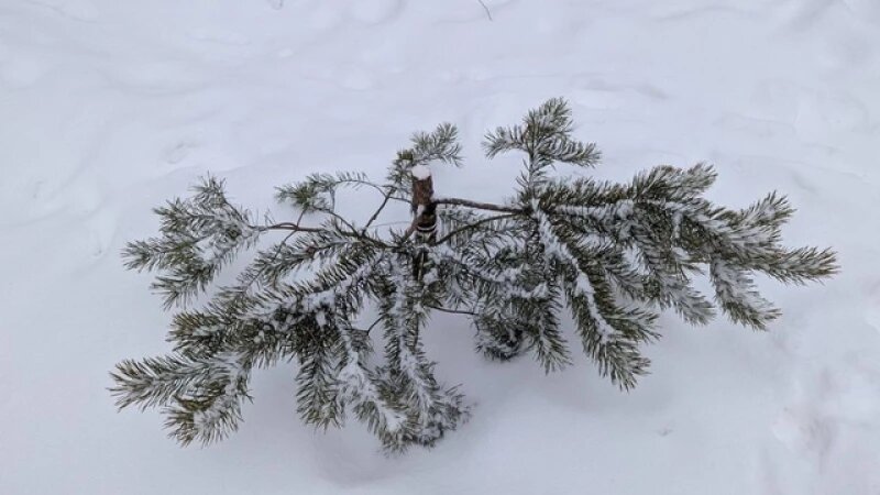     Срубленная сосна в Парке ВК сообщество Barnaul 22