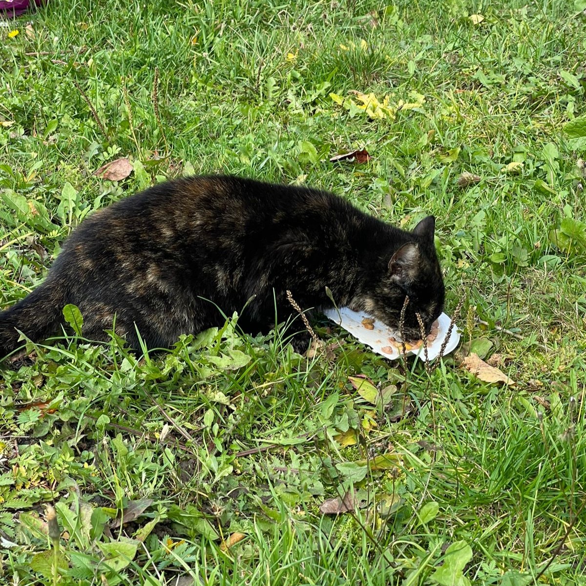 Котейкина в гостях у детей.