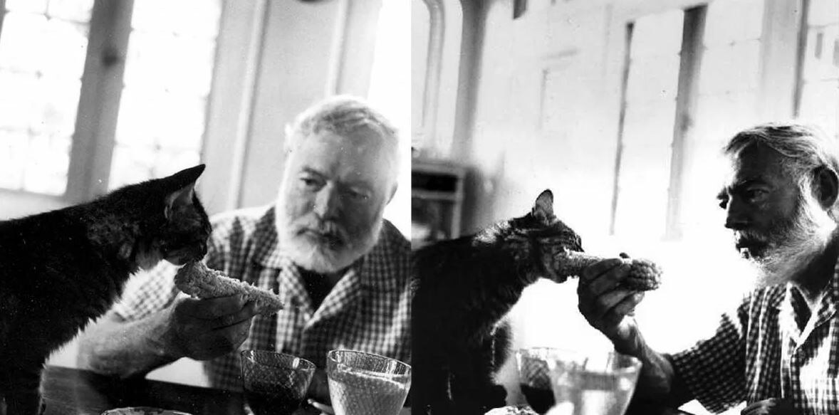 Знаменитый писатель с одним из своих пушистых любимцев. Источник: Яндекс картинки