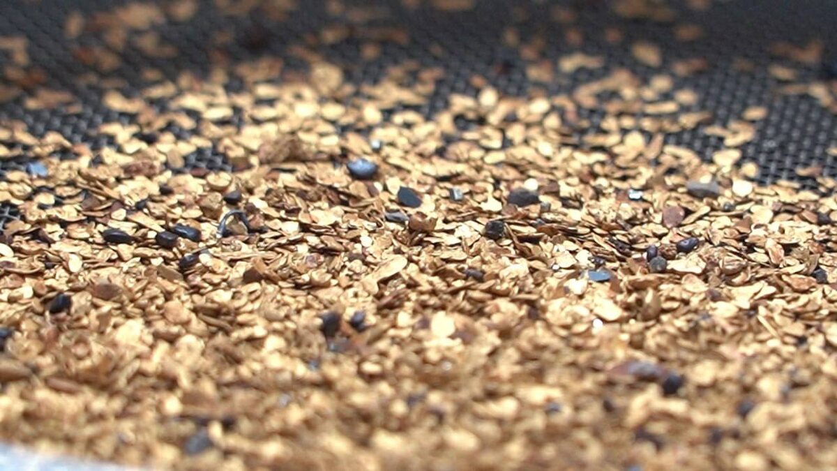 Фото: Золото / Телеграм-канал губернатора Сергея Носова