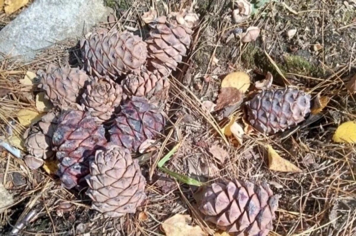    Лесники заготовили 2 тонны семян в Забайкалье