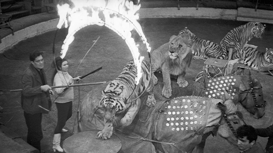 Дрессировщики Маргарита Назарова и Константин Константиновский, конец 1960-х годов. Фото: РИА Новости
