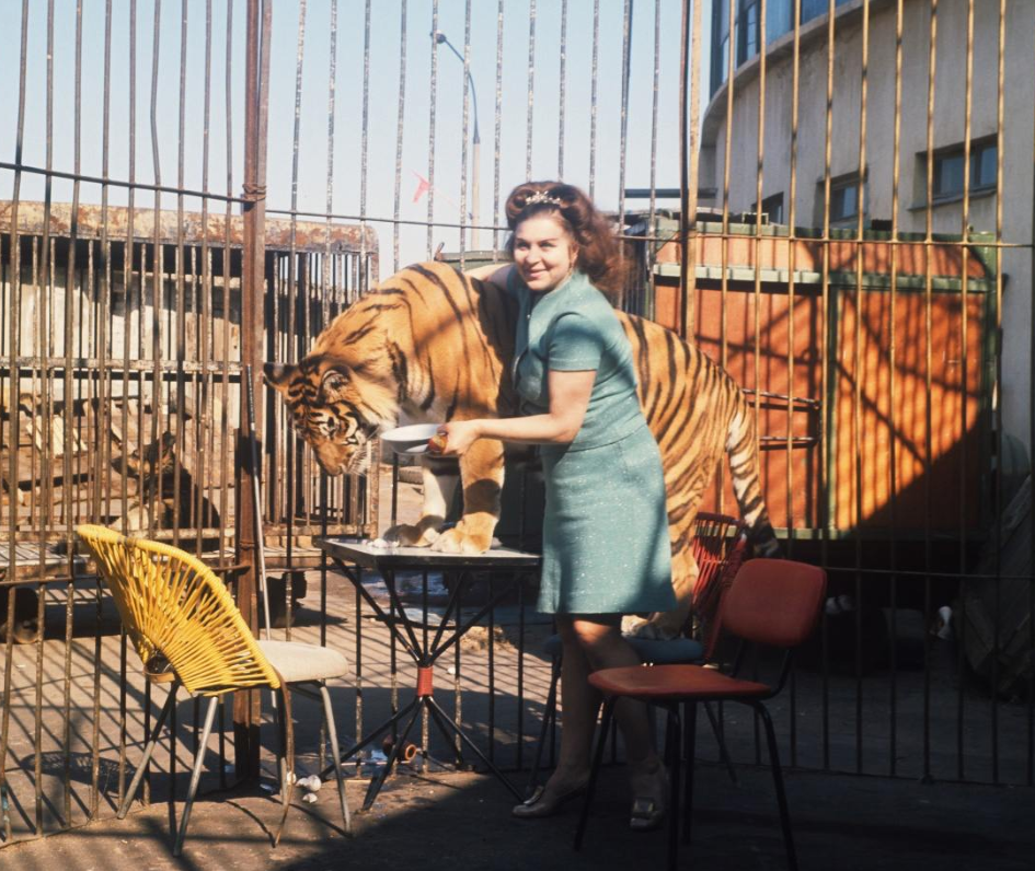 Дрессировщица Маргарита Назарова с тигрицей Юллой, 1972 год. Фото И.Соборовера