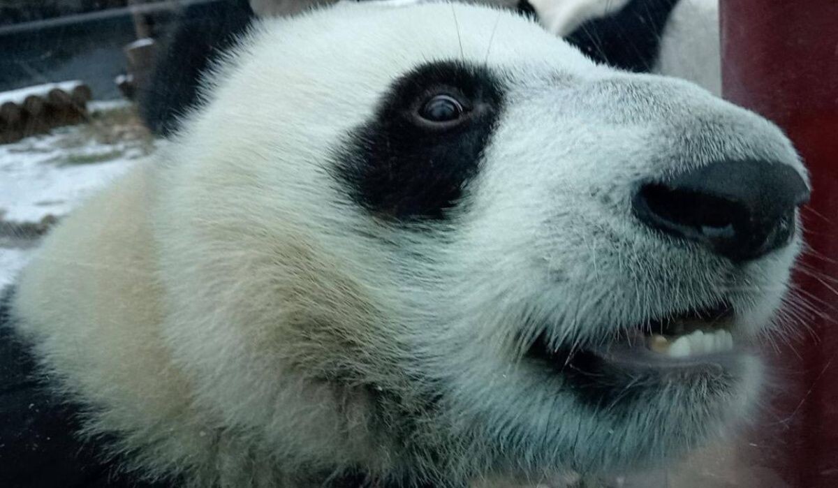     Катюша. Источник: t.me/svetlanaakulova1 Автор фото: Светлана Акулова