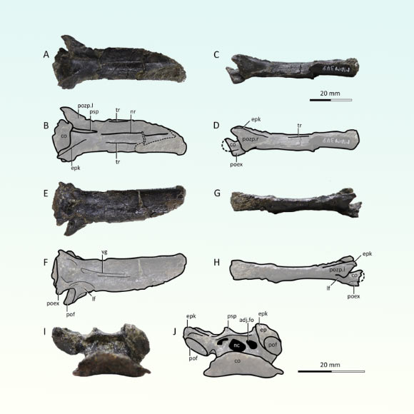 Образцы ниппоноптера