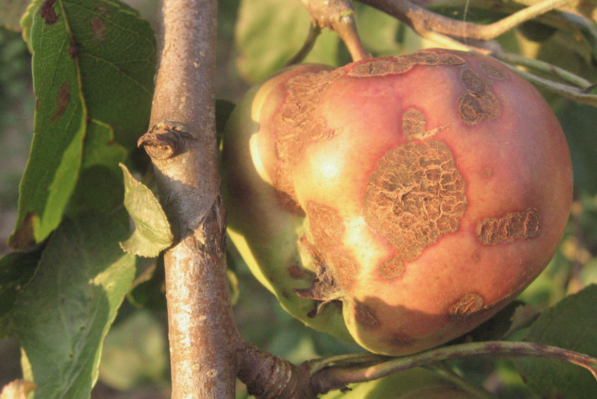 Источник фото: dolina-sad.ru