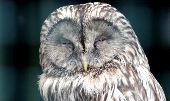 Даже сова знает, что пенсионный фонд не будет звонить по ночам. Вообще никогда не будет / Фото: pxhere.com