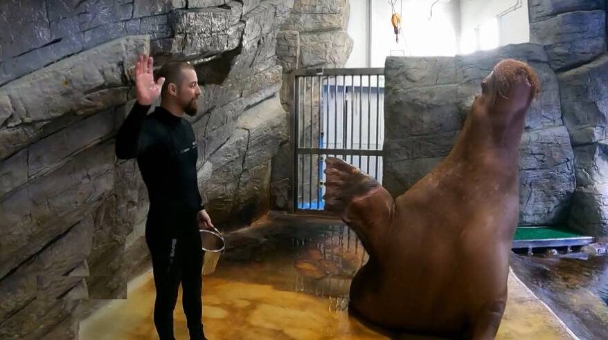 Морж Миша из Приморского океанариума во Владивостоке